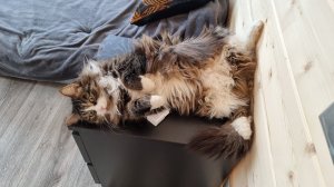 Yoll's добрый stream из Совиного дола. Возвращение зимы