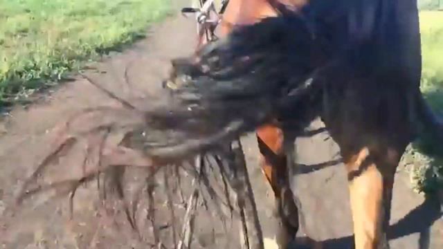 Скрип колеса смотреть онлайн
