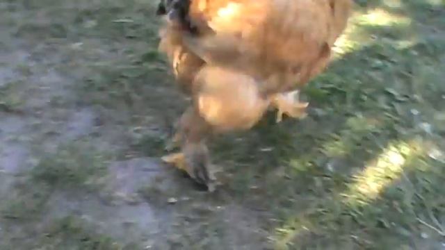 ручные цыплята !!! смотреть онлайн