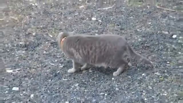 Кот против крота. смотреть онлайн
