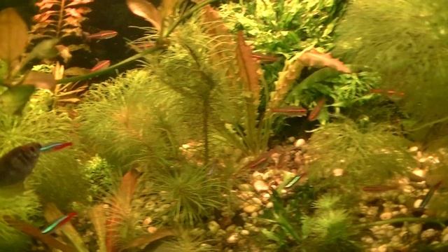 Апоногетон курчавый. Aponogeton crispus смотреть онлайн