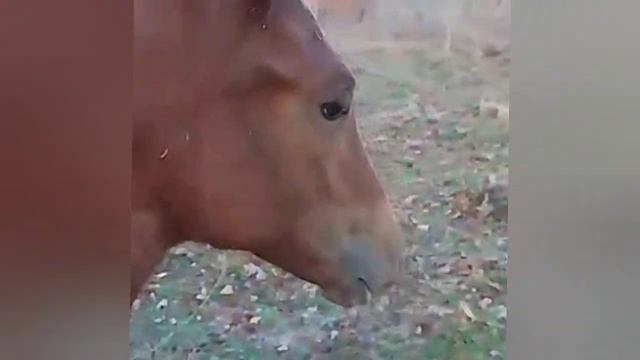 ОСЕННИЕ ЛОШАДИ ИДУТ ДОМОЙ / Осень рыжая лошадка стихи