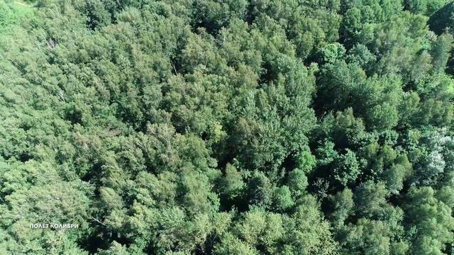 4K. Полёт над Бирюлёвским дендропарком. Россия,Москва,Бирюлёво Восточное. смотреть онлайн