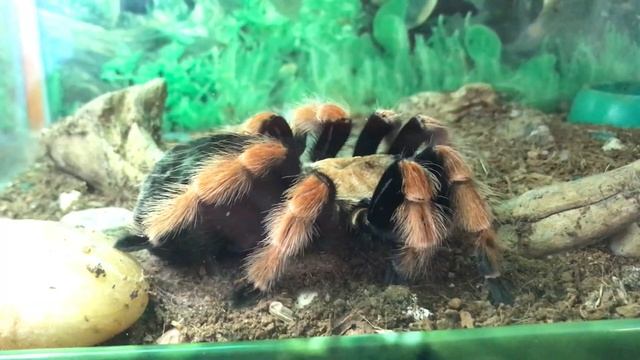 Пауки и змеи. Зоопарк. Глубинный смысл. Сказка - ложь, да в ней - намек! - ДОБРЫМ молодцам - урок! смотреть онлайн