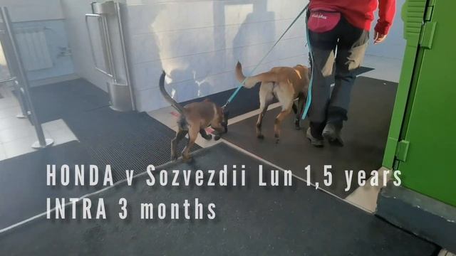 Как прививать щенка? Вакцинация щенка малинуа. Malinois puppy vaccination. смотреть онлайн