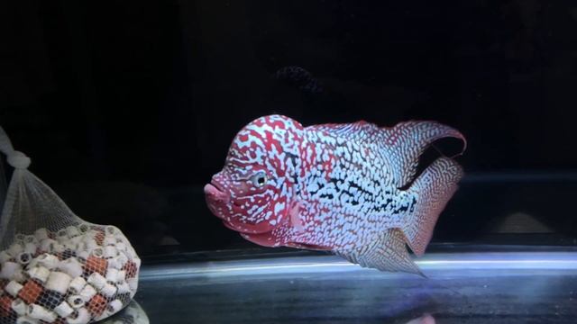 Benefits of Spirulina to Flowerhorn смотреть онлайн