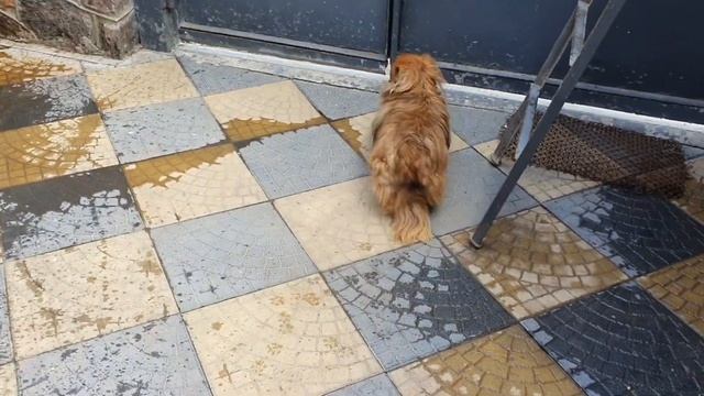 Приветули) подстригла своих собачек, стрижки йорков и пекинеса?? смотреть онлайн