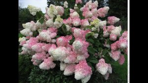 Гортензия в Сибири. Укрываю черенки - первогодки гортензии на зиму. Как сохранить черенки зимой?