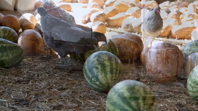 Субботник на подворье храма Рождества Христова смотреть онлайн