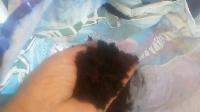 BRUSNICA (Vaccinium vitis-idaea) - Margotiranje i položenica - #01 смотреть онлайн