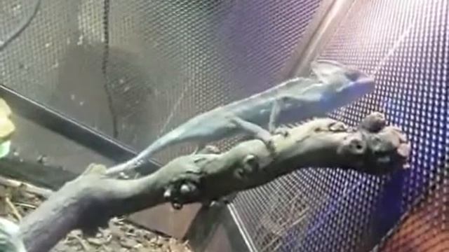 как питается хамелеон в неволе смотреть онлайн