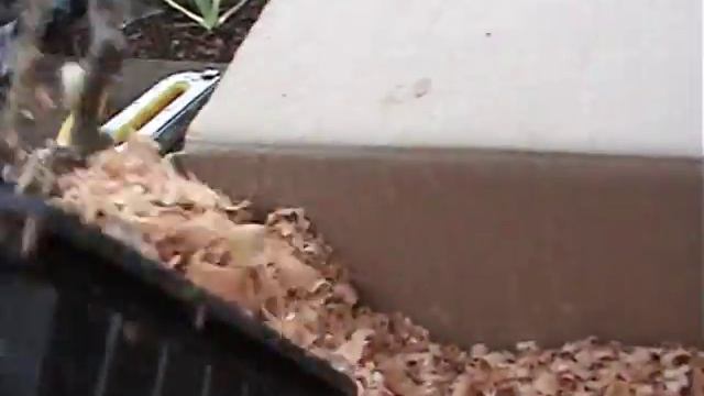 Как вырастить киви Сорт Карпат Стратон -Валентай. смотреть онлайн