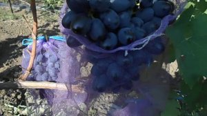 виноград Тимоти.