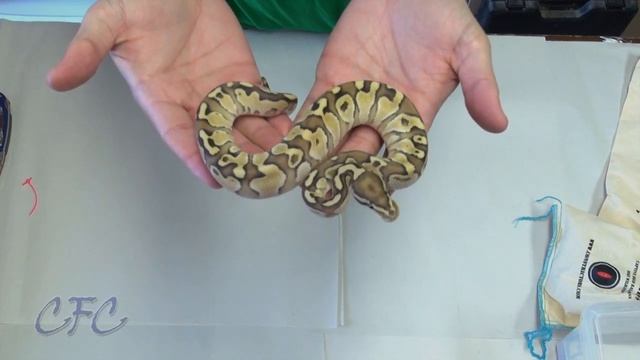 Ball Python Unboxing #8 смотреть онлайн