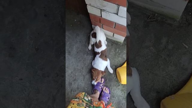 УТРО джек рассела терьера?