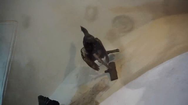 Haunted Corvin Castle | Dracula Legends | Transylvania Romania смотреть онлайн