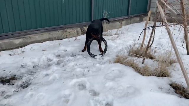 Ротвейлер Гера сошла с ума?! Rottweiler