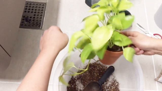형광 스킨답서스(Golden Pothos, scindapsus )분갈이 방법!! смотреть онлайн