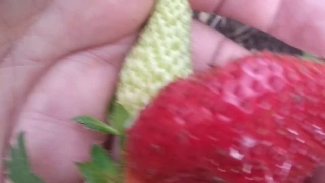 Клубника Солнечная полянка - сорт "Водохлеб" смотреть онлайн