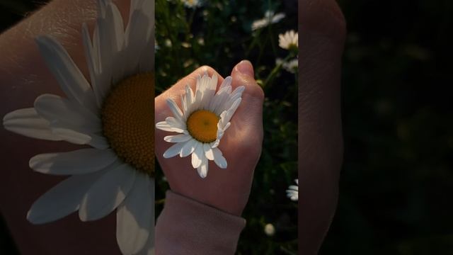 С первым днём лета! #лето2023 #наставник смотреть онлайн