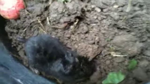 Крот ест червя смотреть онлайн