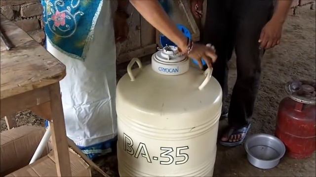 Artificial Insemination of Cattle Hindi Jeevika Bihar смотреть онлайн