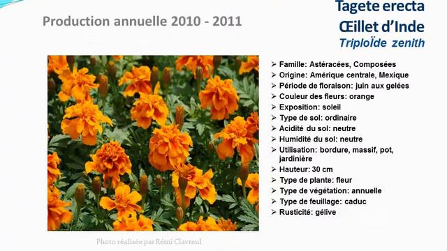 Tagete erecta oeillet d'inde Triploïde zenith rorange: plante annuelle смотреть онлайн