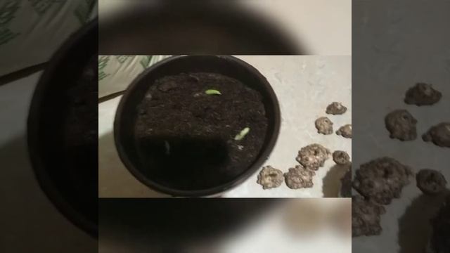 Весенняя посадка каллы. Посадка клубней в горшок смотреть онлайн