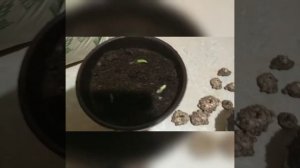 Весенняя посадка каллы.      Посадка клубней в горшок