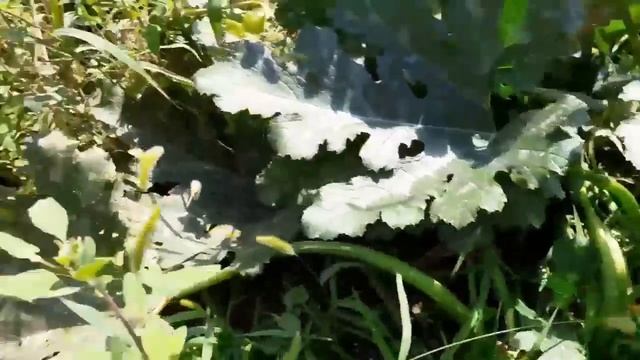 Ейск-Рошаль?Ремонт сталинской квартиры. Озеро. Вдоль по огороду. Рябушка... смотреть онлайн