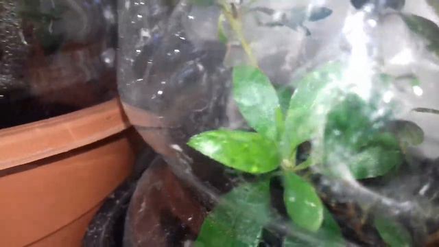 Вредители азалий смотреть онлайн