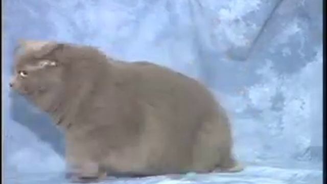 Manx Breed смотреть онлайн