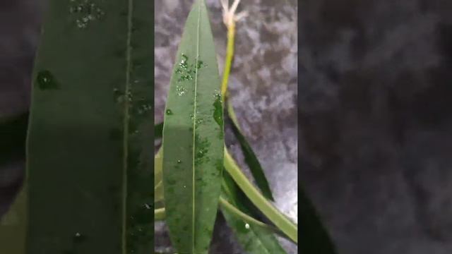Олеандр. Укоренение в воде. смотреть онлайн