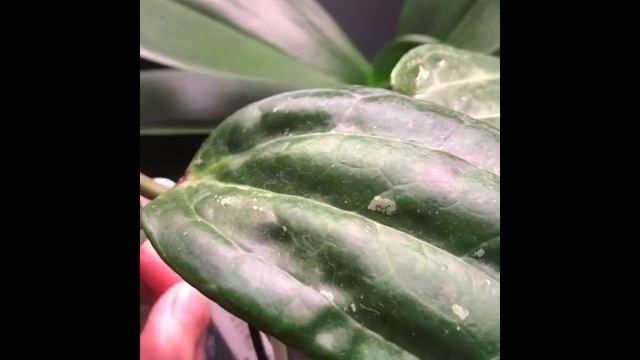 Хойя Моя Коллекция