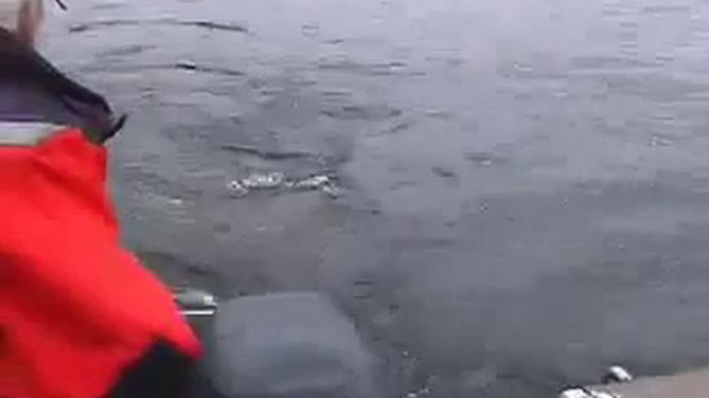 Троллинг на Онеге: поимка небольшой палии! - Trolling on Onega: Capture small Salmo смотреть онлайн