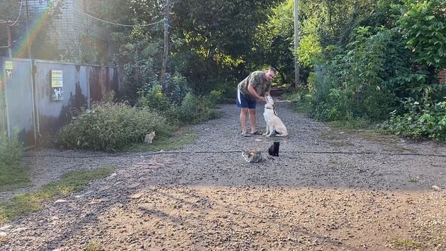 Команда ко мне! Средне-Азиатская овчарка 4,5 месяца Казак! Команда ко мне с котами! смотреть онлайн