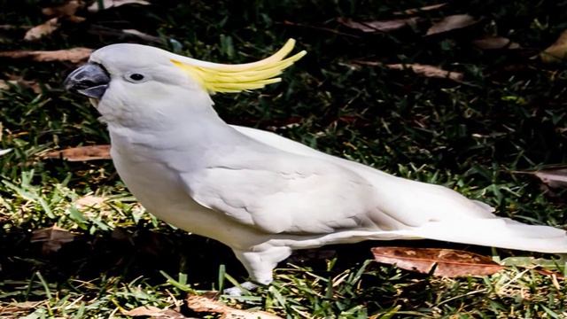 Попугаи не пугают?... смотреть онлайн