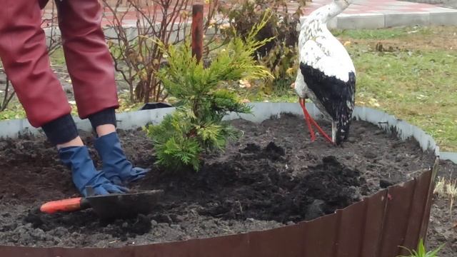 КАК САЖАТЬ КИПАРИСОВИК. Кипарисовик купрессоципарис Лейланда Голд Райдер