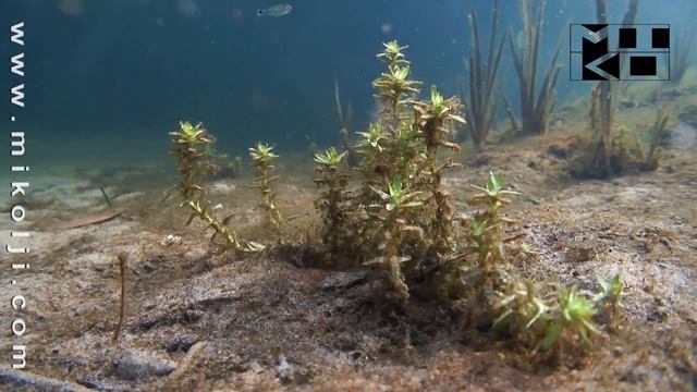 THE FISH GUYS EXPEDITION 2 - PART 18 смотреть онлайн