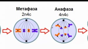 Биология 9, 10 класс  Деление клетки   митоз