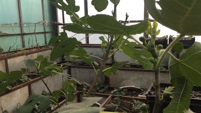 Инжир Brown Turkey зимой 03.01.2022 смотреть онлайн