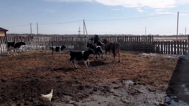 корова пришла в охоту. последствие любви. смотреть онлайн