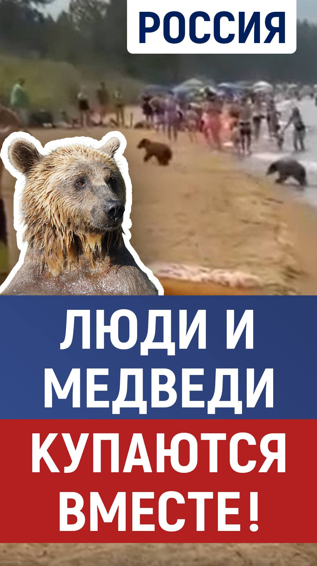 Люди и медведи. Россия, медведи, Байкал. Медведь, русские, природа смотреть онлайн