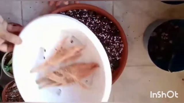 succulent propagation//Echeveria plant смотреть онлайн
