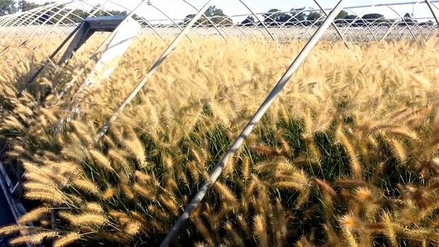Best Ornamental Grasses - Pennisetum Alopecuroides (Fountain Grass)