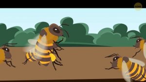 Что бы вы увидели, если бы могли войти в улей