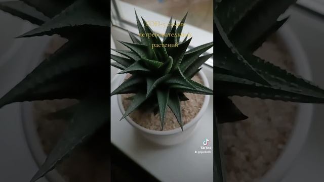 ТОП-5 моих самых нетребовательных растений. смотреть онлайн