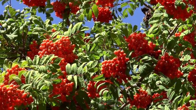 Ягоды для детей | Изучаем ягоды смотреть онлайн