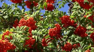 Ягоды для детей | Изучаем ягоды