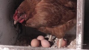 Хозяйство Воронова | Куры | 4 кросса кур несушек, на которые стоит обратить внимание при выборе